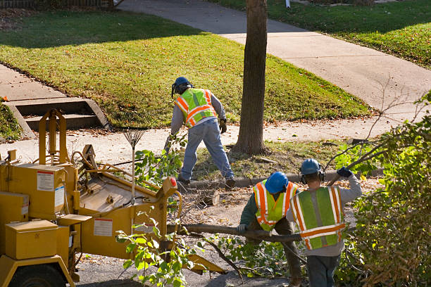 Best Hazardous Tree Removal  in Holt, AL