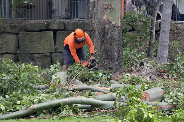 Tree and Shrub Care in Holt, AL