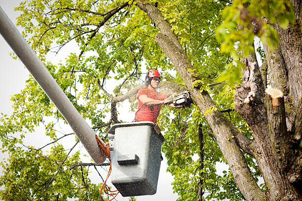 How Our Tree Care Process Works  in  Holt, AL